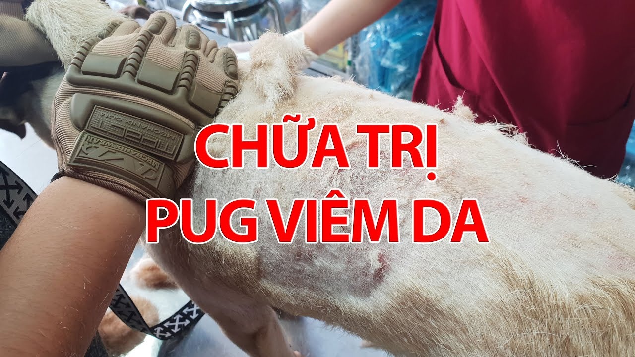 4. Phòng Ngừa Viêm Da Ở Chó Pug